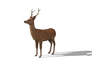 精品动物模型鹿(4)
